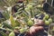 Close up view of an olive pickers` hand picking ripe olives