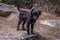 Close up view of one black small dog standing on a rock. Sagarmatha (Everest) National Park, Animals in Nepal.