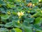 Close up view of open lotus flower, buds and seed heads on Carter Lake Iowa