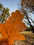 The close-up view of an orange leaf in hand, the leaf is shining through the sun, autumn is in full swing