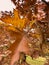 The close-up view of an orange leaf heading in the wind, the leaf is shining through the sun, autumn is in full swing