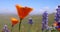 Close up view of Orange Poppy flower against blue sky in wildflower meadow near Arvin, California
