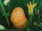 Close-up view of an orange pumpkin, Cucurbita maxima