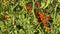 Close-up view of organic cherry tomato plant