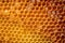 close-up view of organic honeycomb filled with honey