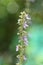 Close up view of an organic Mexican mint flower blooming in a botanical garden  and bokhe background