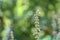 Close up view of an organic Mexican mint flower blooming in a botanical garden  and bokhe background