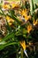 Close up view over a paradise bird flowers and plants