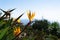 Close up view over a paradise bird flowers and plants