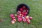 Close-up view of overturned bucket of red apples on green lawn in garden.