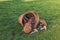 Close-up view of overturned wicker basket with mushrooms lying on green grass.