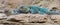 Close-up view of a pair of Eastern Collared Lizards