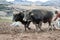 Close up view of a pair of oxen plowing land in Urubamba Valley