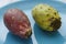 Close up view of pair of red a yellow indian figs also called prickly pear on a blue plate
