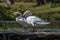 A close up view of a pair of  swans on a weir on the River Lin in Bradgate Park, Leicestershire, UK