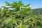 A close up view of a papaya tree with ripened fruits. Huge leaves of papaya on long stalks. Background with tropical forest.