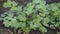 Close up view of parsley plant. Agriculture, gardening