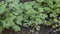 Close up view of parsley plant. Agriculture, gardening