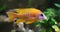 Close-up view of a Peacock cichlid (Aulonocara sp.)