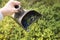 Close up view of person hand using berry picker hand tool to pick faster wild organic blueberries in natural Nordic pine tree fore