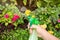 Close up view of person using homemade insecticidal insect spray in home garden to protect roses from insects.