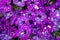 Close up view of petunia flower blossoms called: Night Sky Petunia