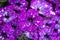 Close up view of petunia flower blossoms called: Night Sky Petunia
