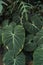 Close up view of philodendron gloriosum leaves