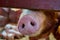 Close-up view of a pig snout sneaking from underneath the wooden fence in the barn