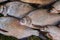 Close up view of pile of the common bream fish, crucian fish, roach fish, bleak fish on the natural background..