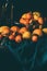 close up view of pile of lemons and tangerines with leaves in strainer