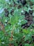 A close-up view of the pilea microphylla plant