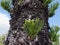 A close up view of a pine tree showing branching within the knots on the trunk