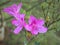 Close up view of pink Autumn Royalty Encore Azalea flower with water dew drops, selective focus, vivid colors