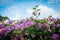 Close up view of pink bougainvillea