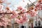 Close-up view of pink cherry blossom flower branch with residential home building in Spring. Spring seasonal concept.