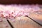 Close-up view of pink cherry blossom flower petal on wood table top in Spring.