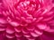 close up view of a pink dahlia flower