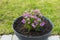 Close up view of pink dianthus flowers on green grass background.