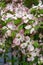 A close-up view of pink dogwood flowers, Cornus florida rubra