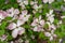 A close-up view of pink dogwood flowers, Cornus florida rubra