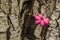 Close up view of a pink Euonymus europaeus seed covered with dew on a tree bark background