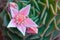 Close up view of a pink flower of the graptopetalum