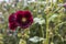 Close up view of pink flowers hybrid abutilon lanterns on green background. Beautiful nature backgrounds.