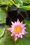 Close up view of pink lotus