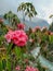 Close up view of Pink rhododendron flowers and mountain river in the background in Nepal