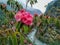 Close up view of Pink rhododendron flowers and mountain river in the background in Nepal