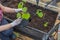 Close up view of planting seedlings of cucumbers from air pot on garden bed in greenhouse.