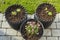 Close up view of plants in air pots near grass lawn. Gardening concept background