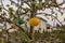 Close-up view of plastic sticky insects traps on apple tree.